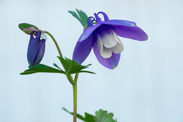 Kuukausiaiheinen kuva