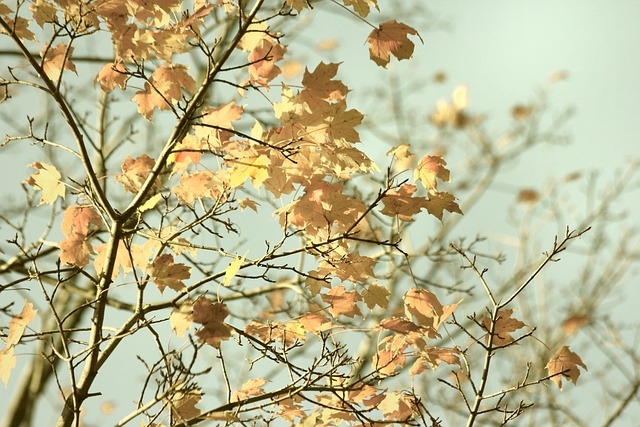 image for the month